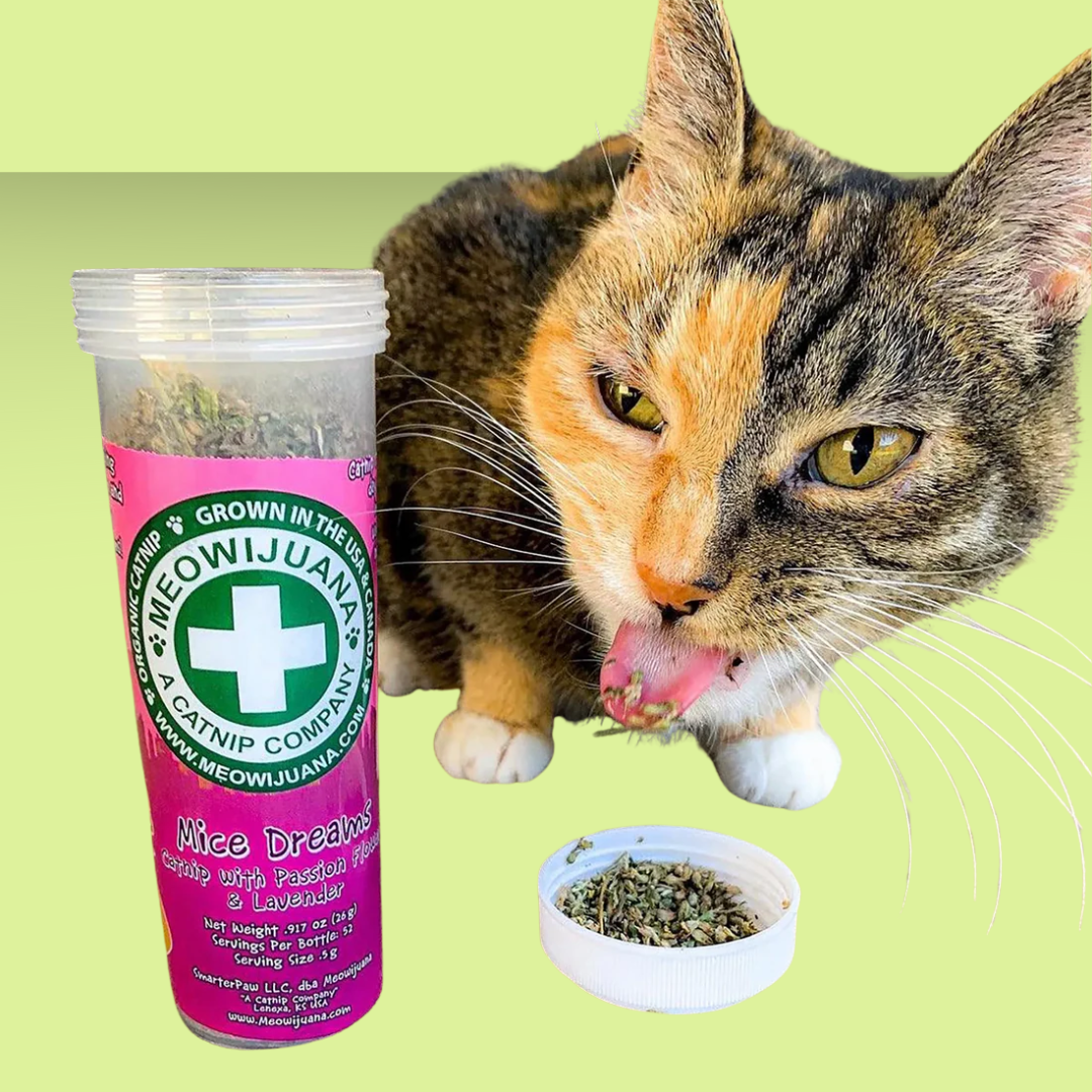 Catnip Blend Mice Dreams