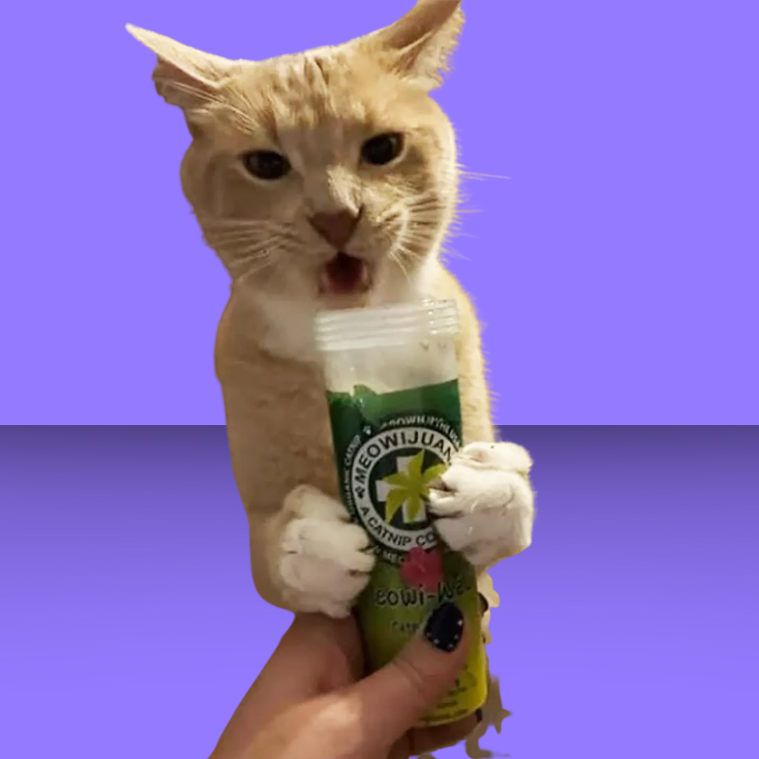 Catnip Blend