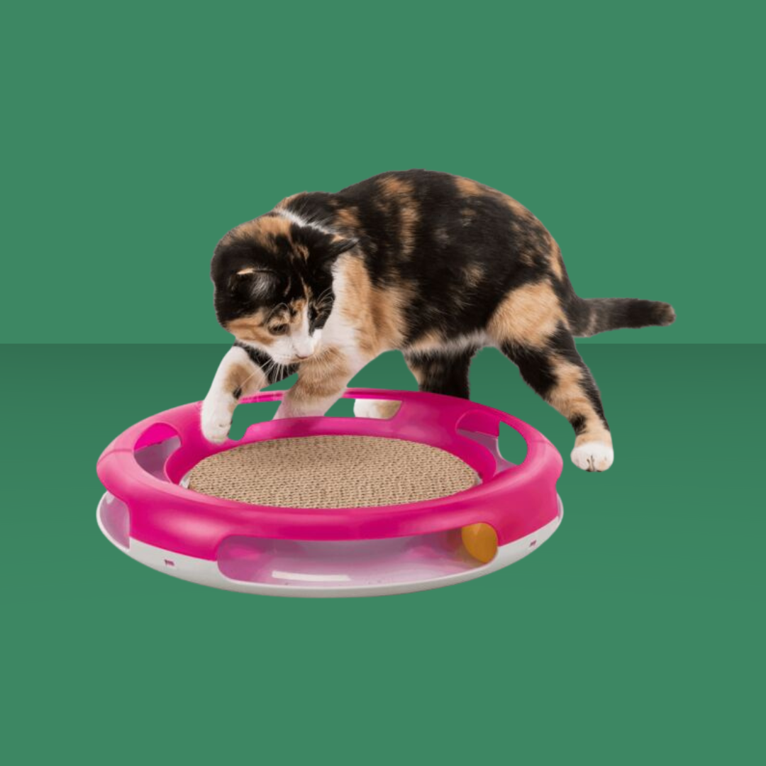 Activity Race & Scratch