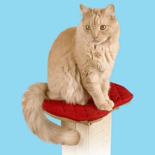 Ultimate Scratching Post Perch