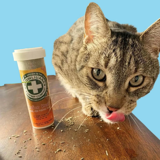 Catnip Blend